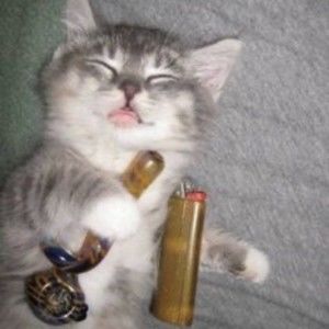 Meet your Posher, Leslie mcneeley